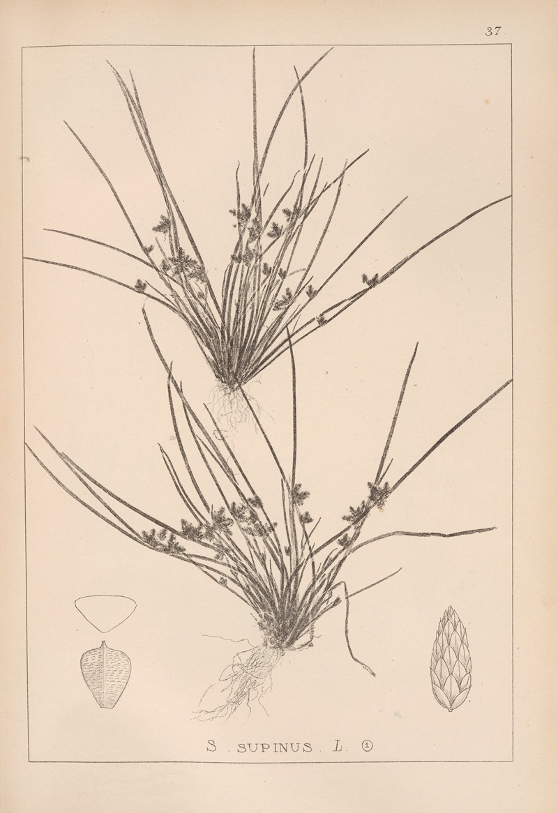 Louis Antoine Cusin - Herbier de la flore française Pl.1208