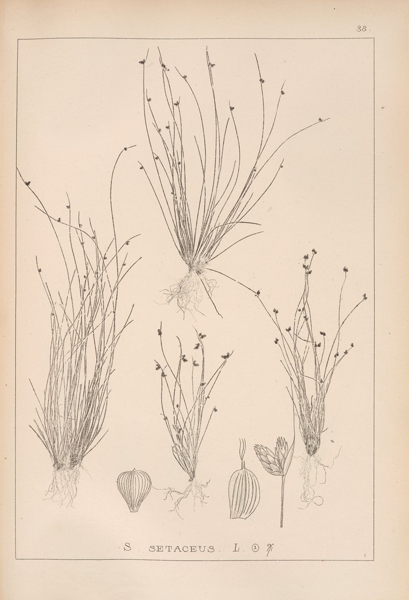Louis Antoine Cusin - Herbier de la flore française Pl.1209
