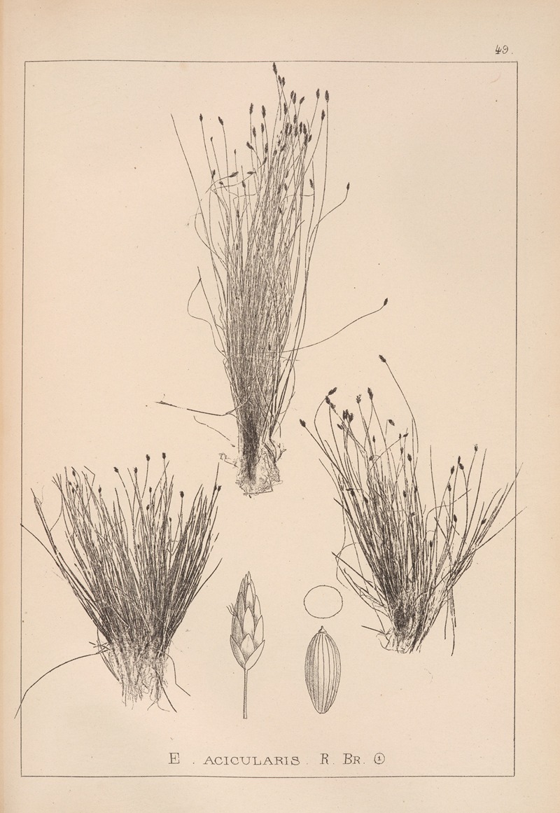 Louis Antoine Cusin - Herbier de la flore française Pl.1220