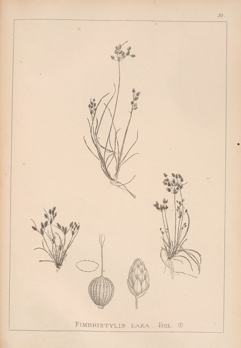 Louis Antoine Cusin - Herbier de la flore française Pl.1221