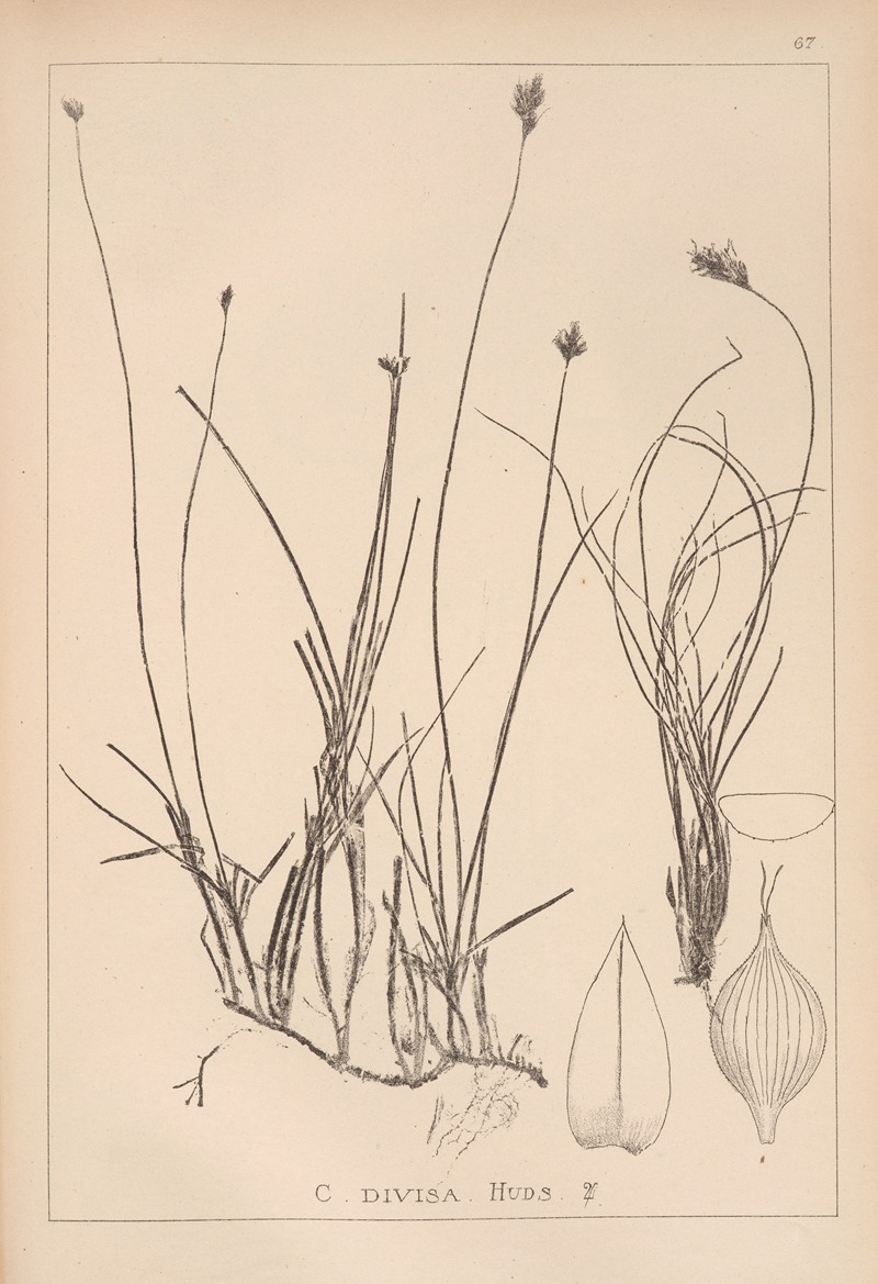 Louis Antoine Cusin - Herbier de la flore française Pl.1238