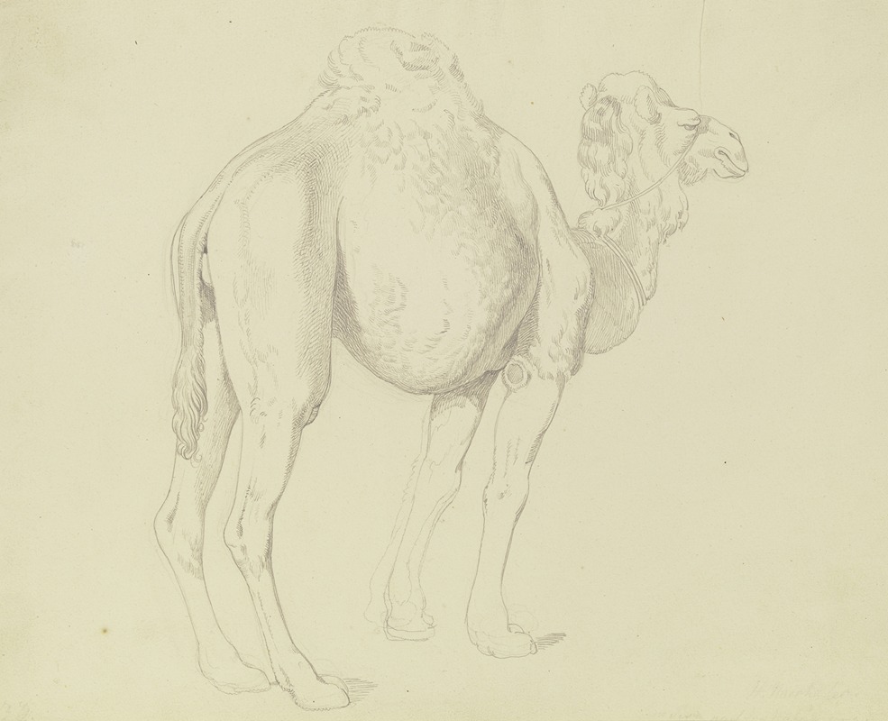 Gustav Heinrich Naecke - One-humped camel to the right