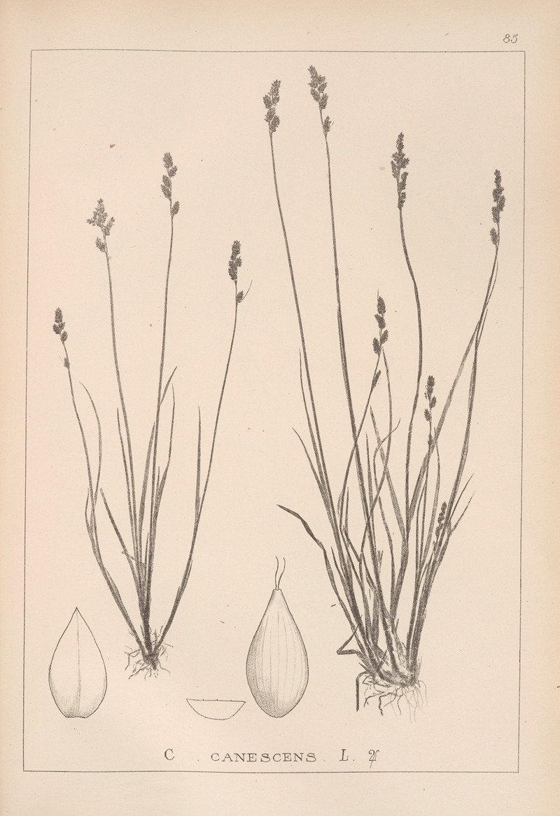 Louis Antoine Cusin - Herbier de la flore française Pl.1256