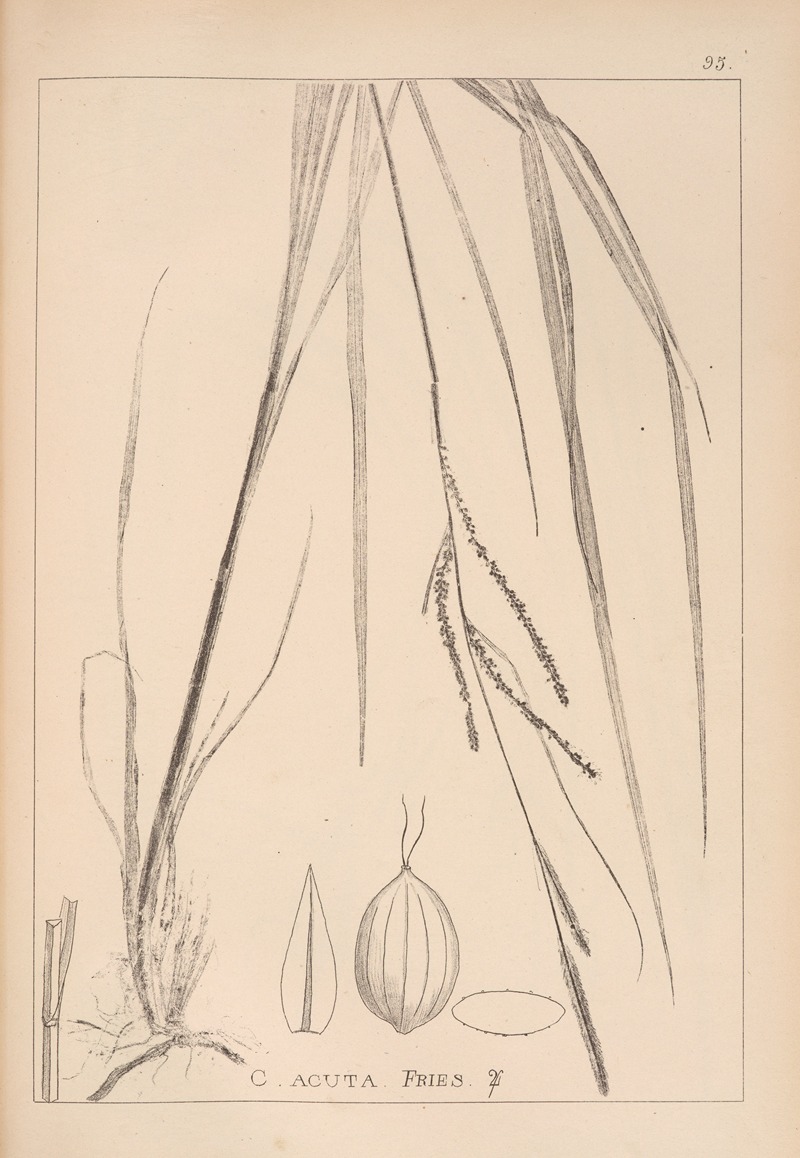 Louis Antoine Cusin - Herbier de la flore française Pl.1266