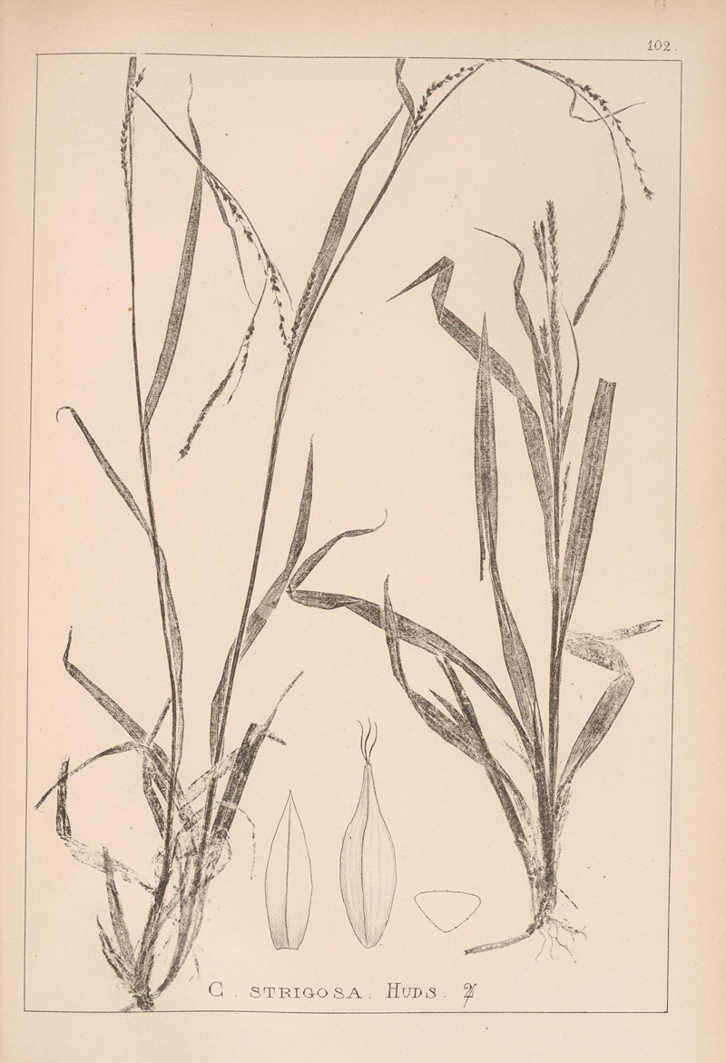 Louis Antoine Cusin - Herbier de la flore française Pl.1274