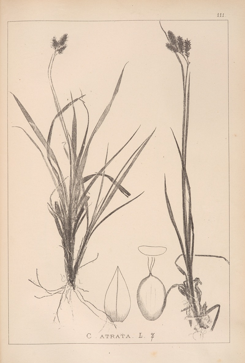 Louis Antoine Cusin - Herbier de la flore française Pl.1284