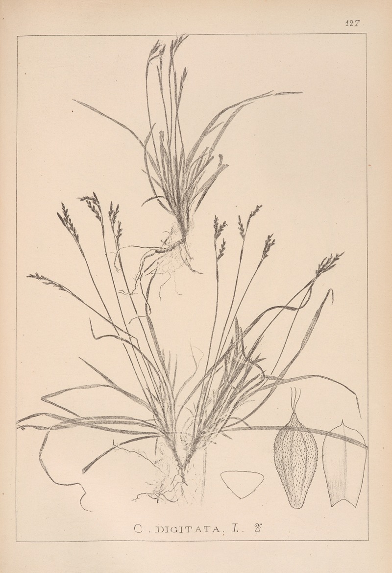 Louis Antoine Cusin - Herbier de la flore française Pl.1300