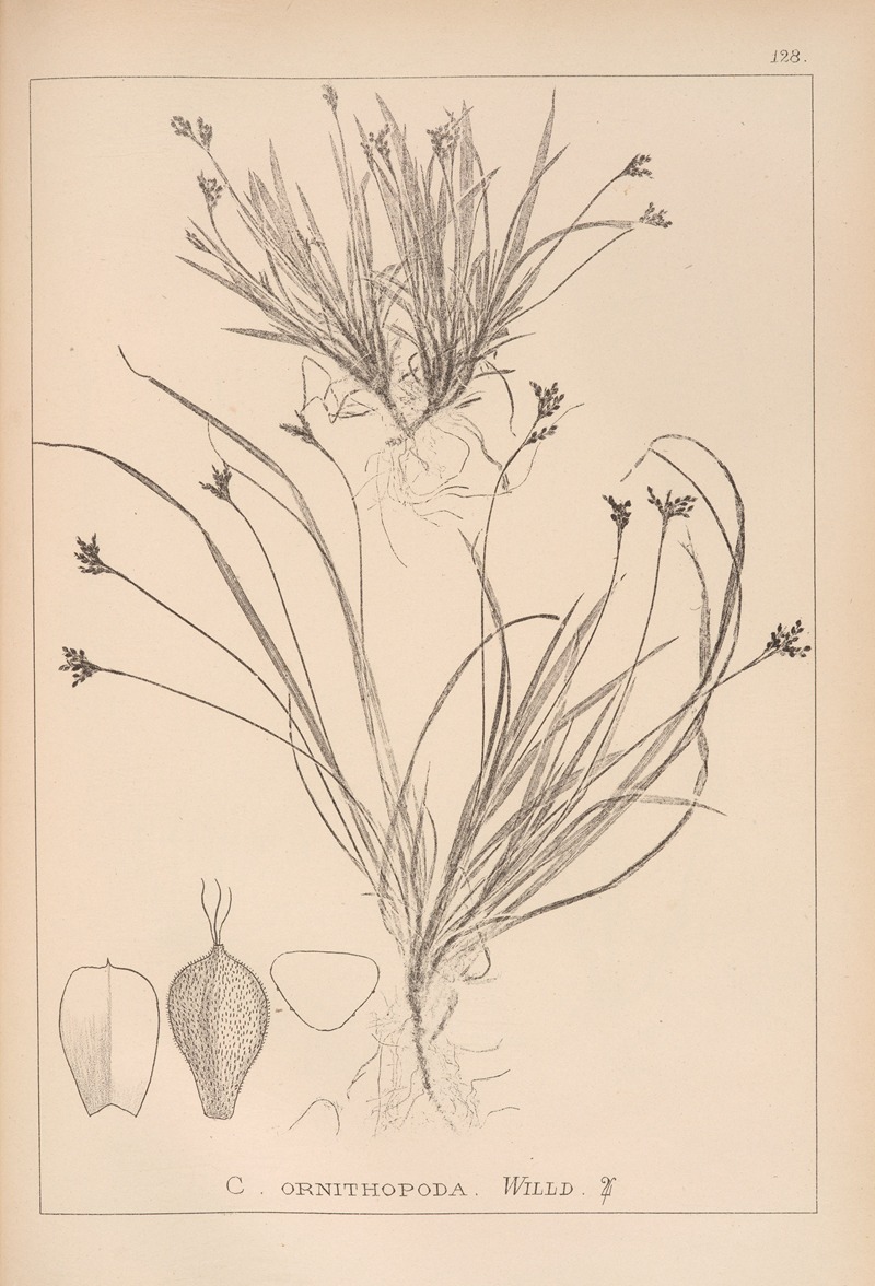 Louis Antoine Cusin - Herbier de la flore française Pl.1301
