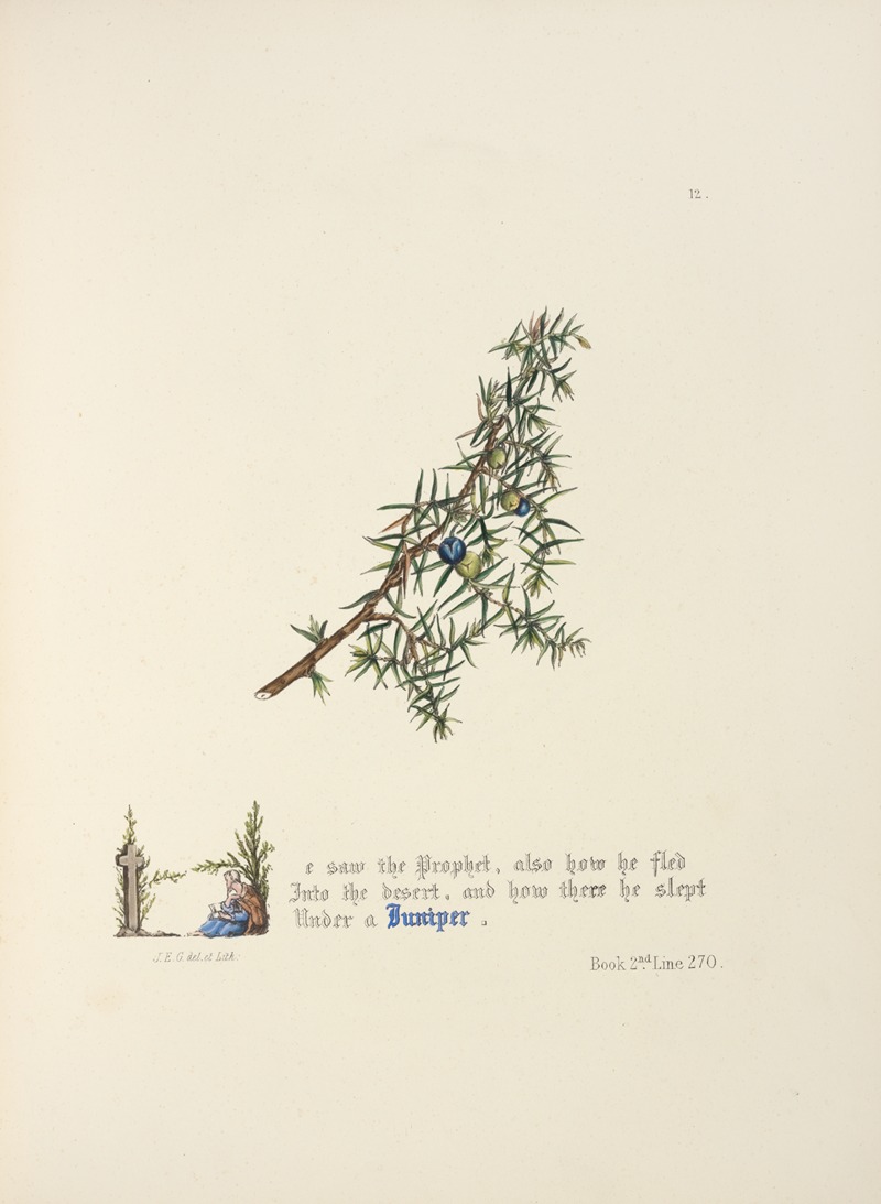 Jane Elizabeth Giraud - Juniper