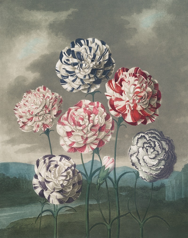 Robert John Thornton - A group of carnations