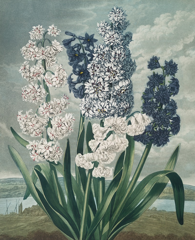 Robert John Thornton - Hyacinths