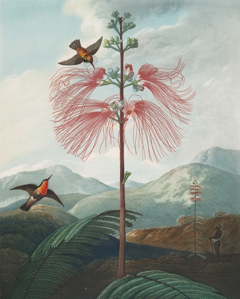 Robert John Thornton - Large flowering sensitive plant