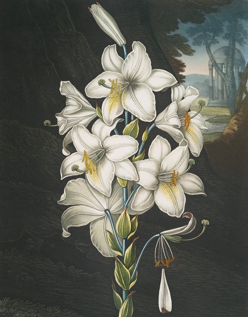 Robert John Thornton - The white lily, with varigated-leaves