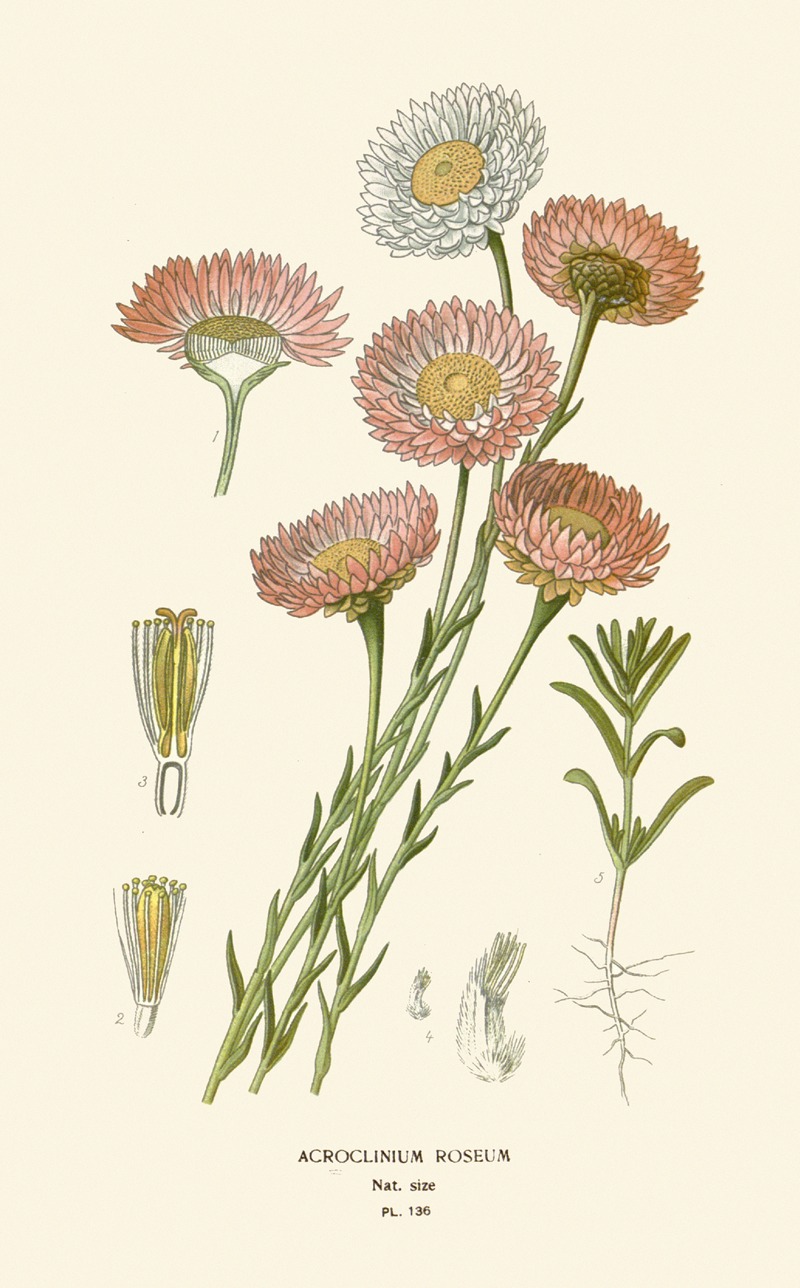 Edward Step - Acroclinium Roseum