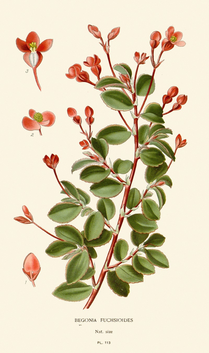 Edward Step - Begonia Fuchsioides