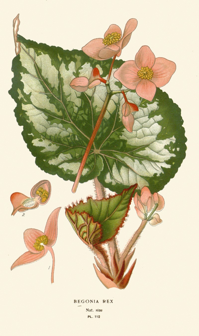 Edward Step - Begonia Rex