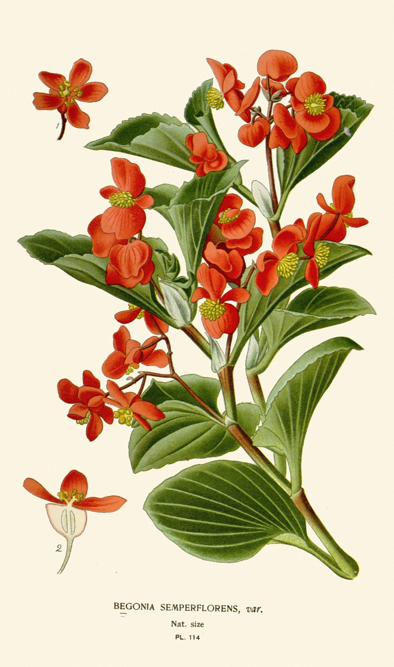 Edward Step - Begonia Semperflorens