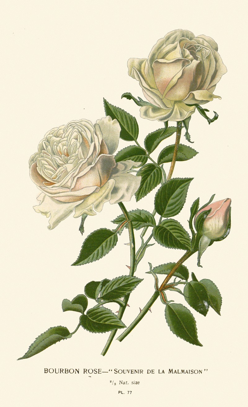 Edward Step - Bourbon Rose – Souvenir de la Malmaison