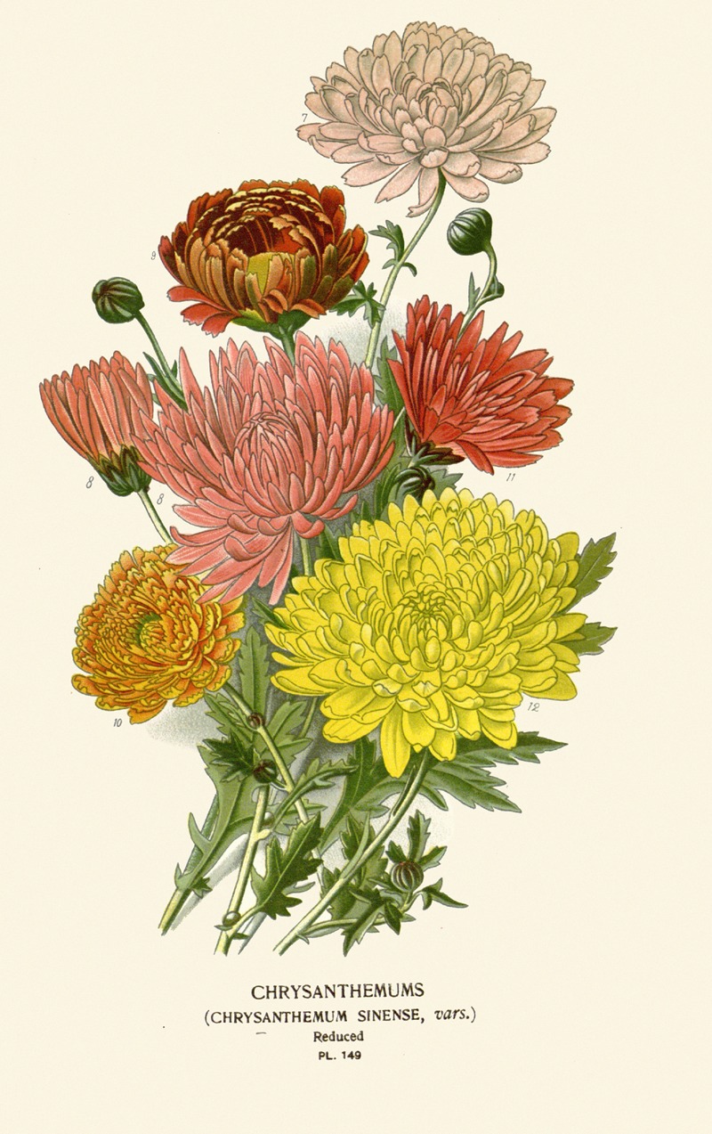 Edward Step - Chrysanthemum Sinense