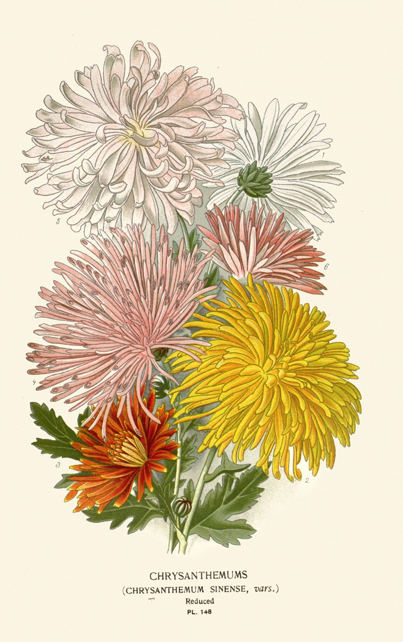 Edward Step - Chrysanthemums