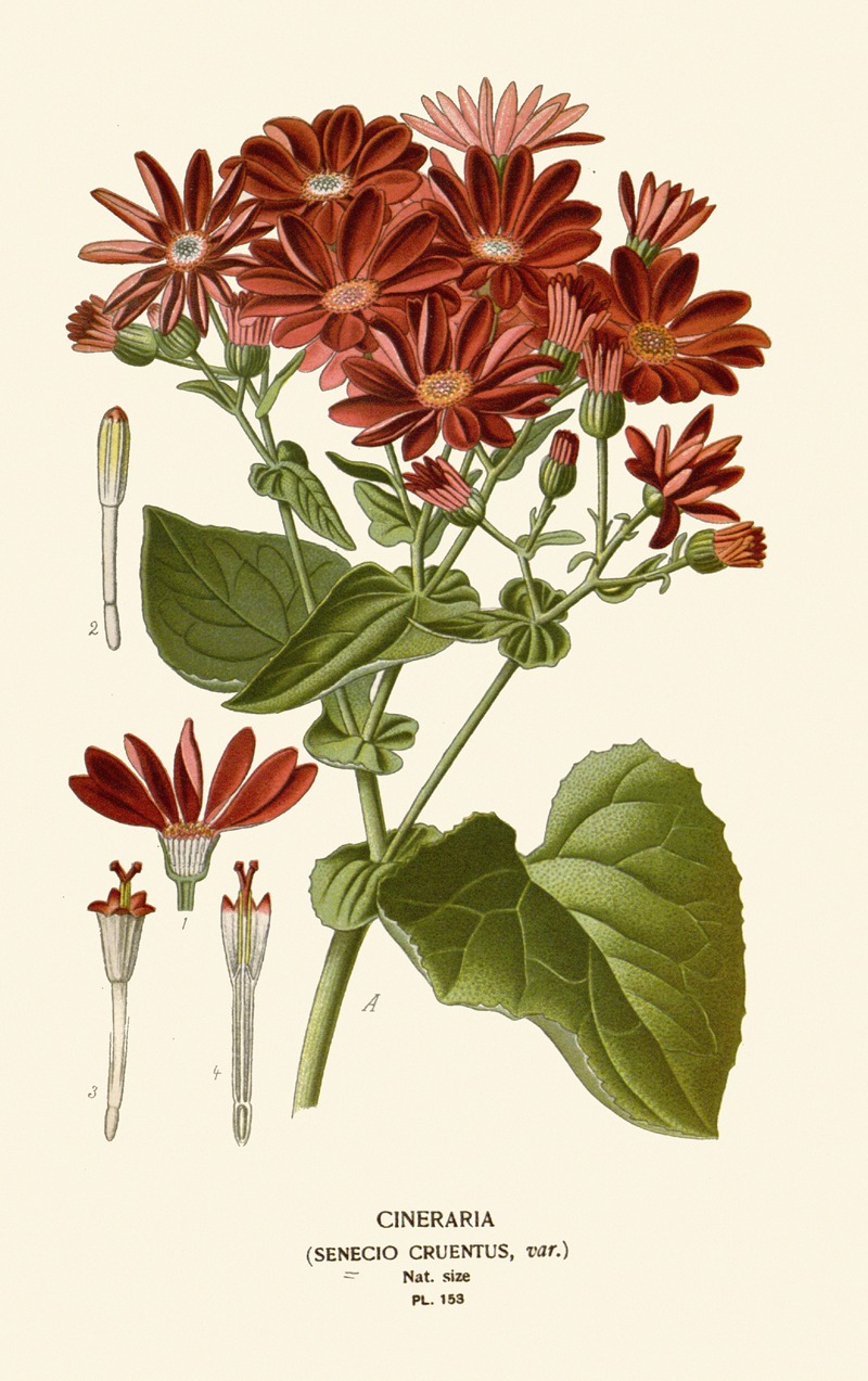 Edward Step - Cineraria