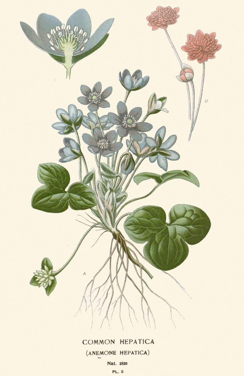 Edward Step - Common Hepatica