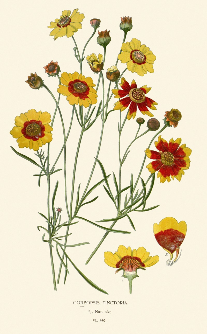 Edward Step - Coreopsis Tinctoria