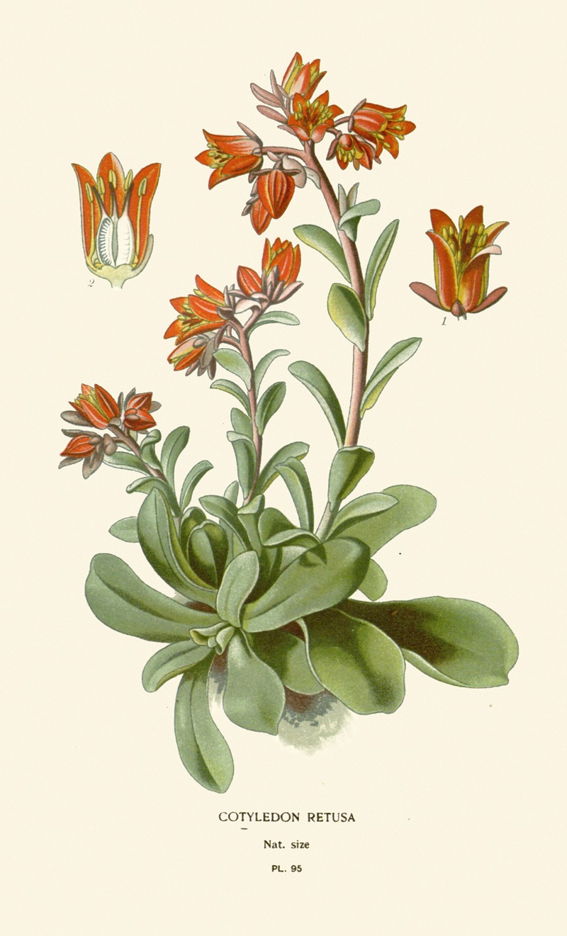 Edward Step - Cotyledon Retusa