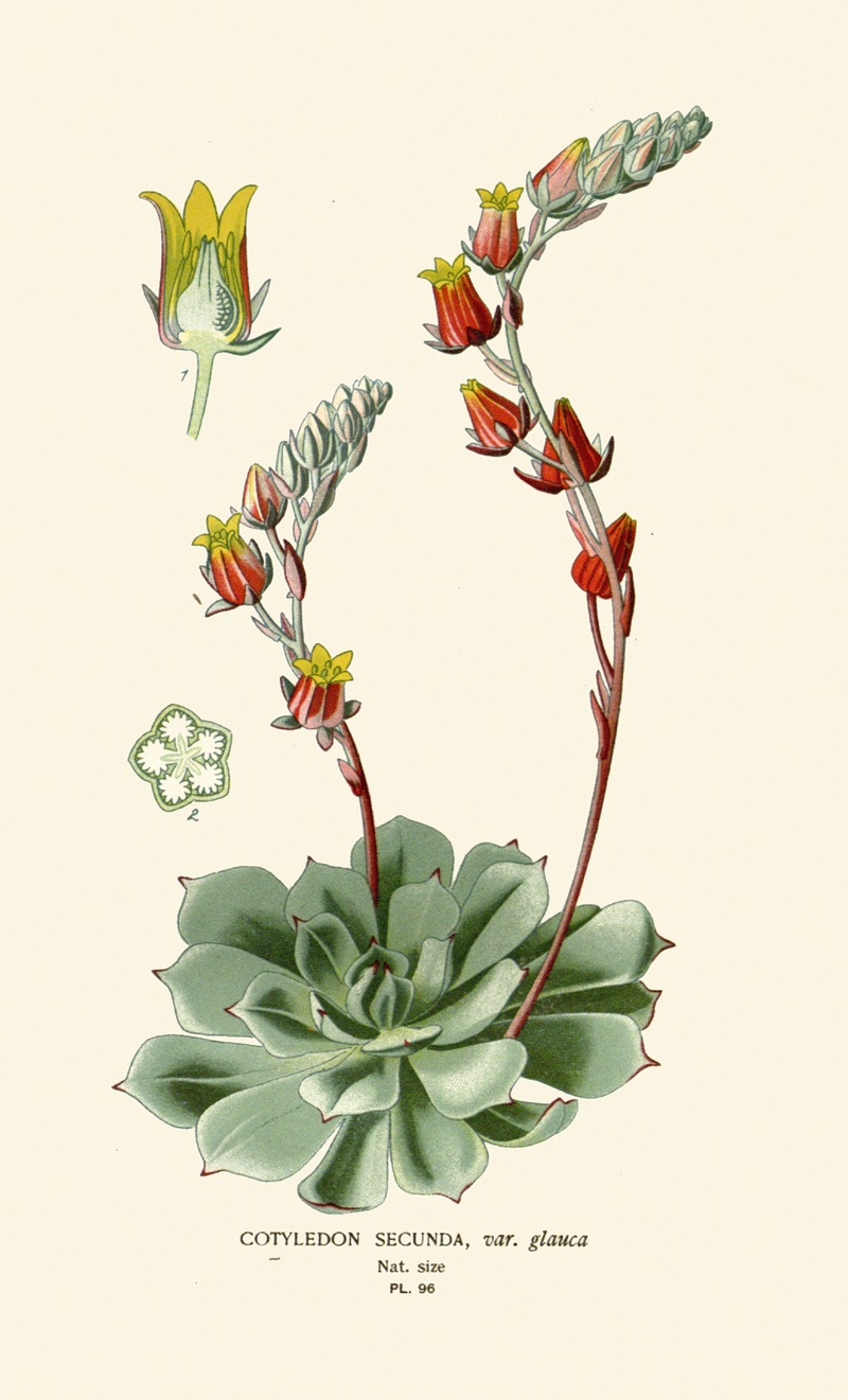 Edward Step - Cotyledon Secunda