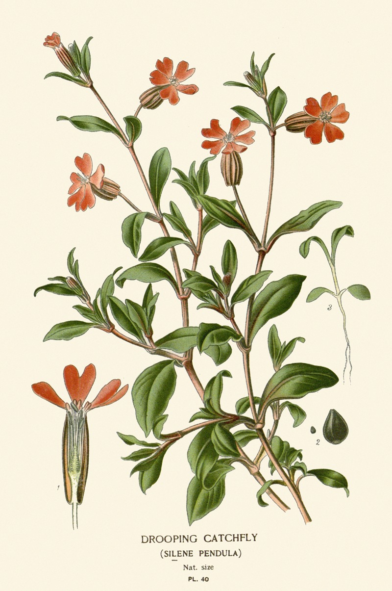 Edward Step - Drooping Catchfly