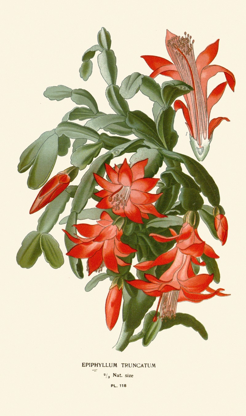 Edward Step - Epiphyllum Truncatum