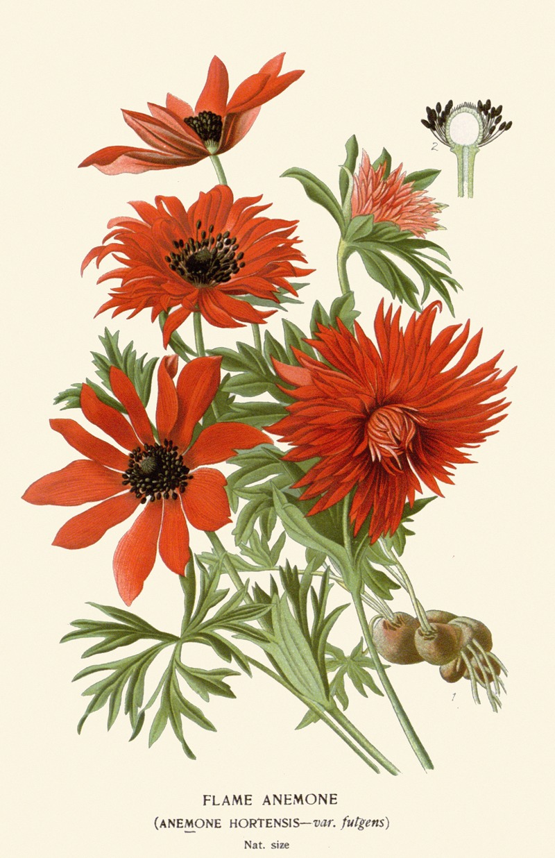 Edward Step - Flame Anemone