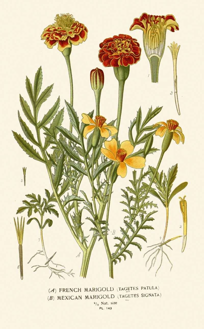 Edward Step - French Marigold, Mexican Marigold