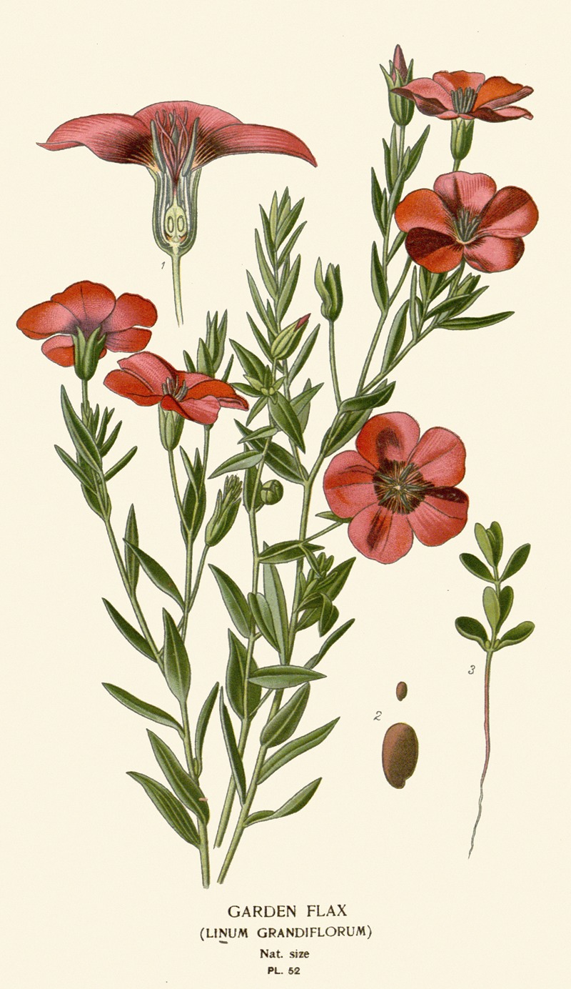 Edward Step - Garden Flax