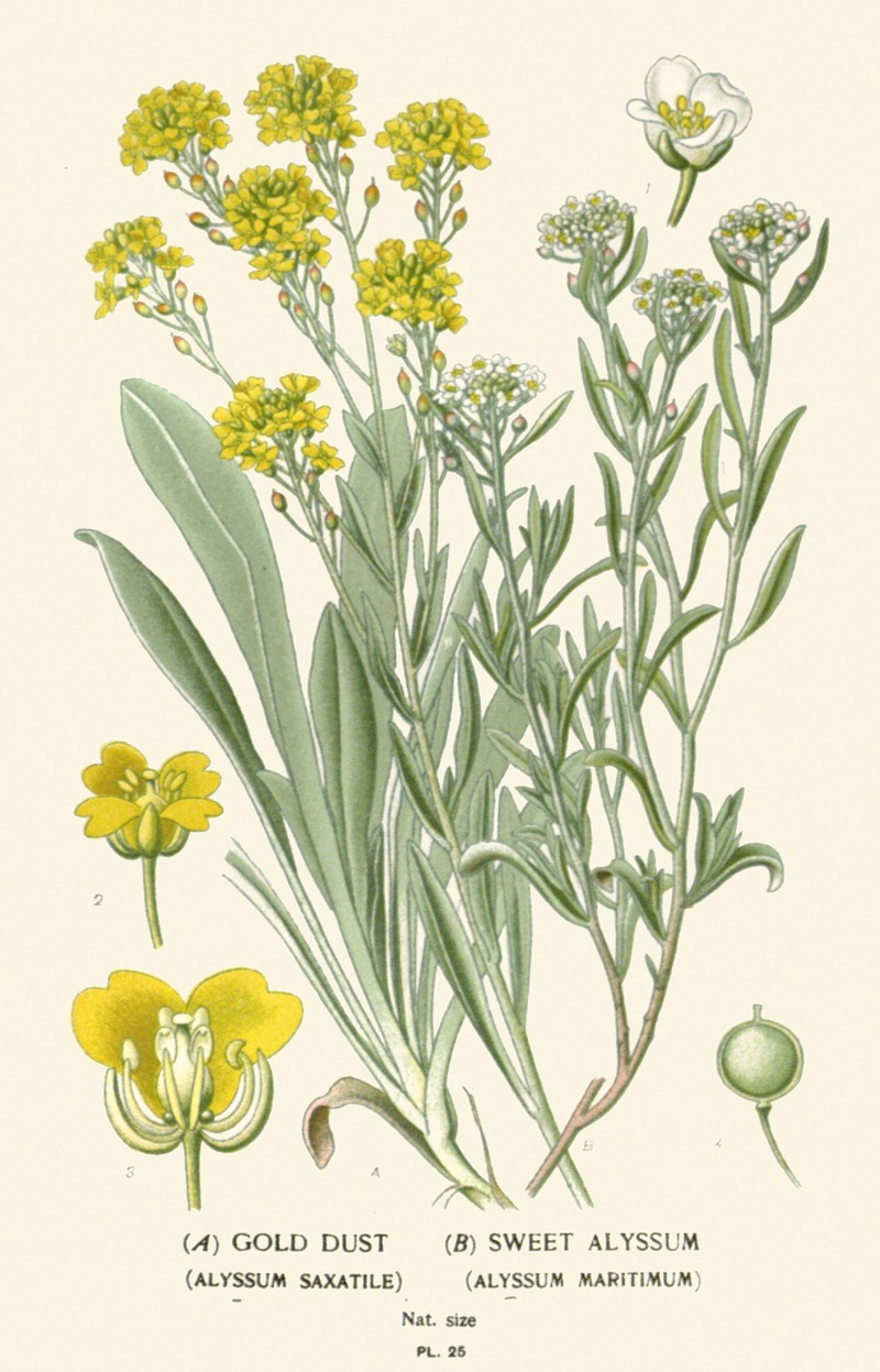 Edward Step - Gold Dust, Sweet Alyssum