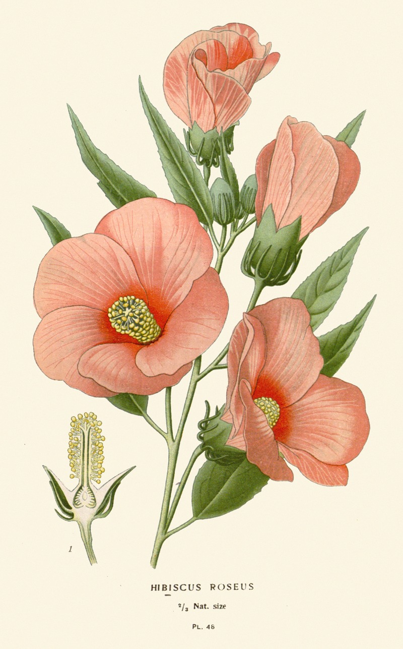 Edward Step - Hibiscus Roseus