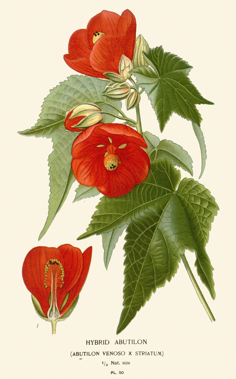 Edward Step - Hybrid Abutilon