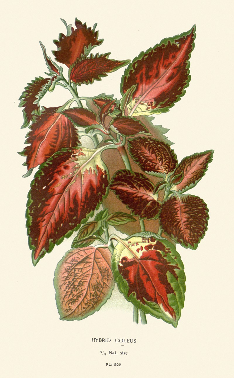 Edward Step - Hybrid Coleus