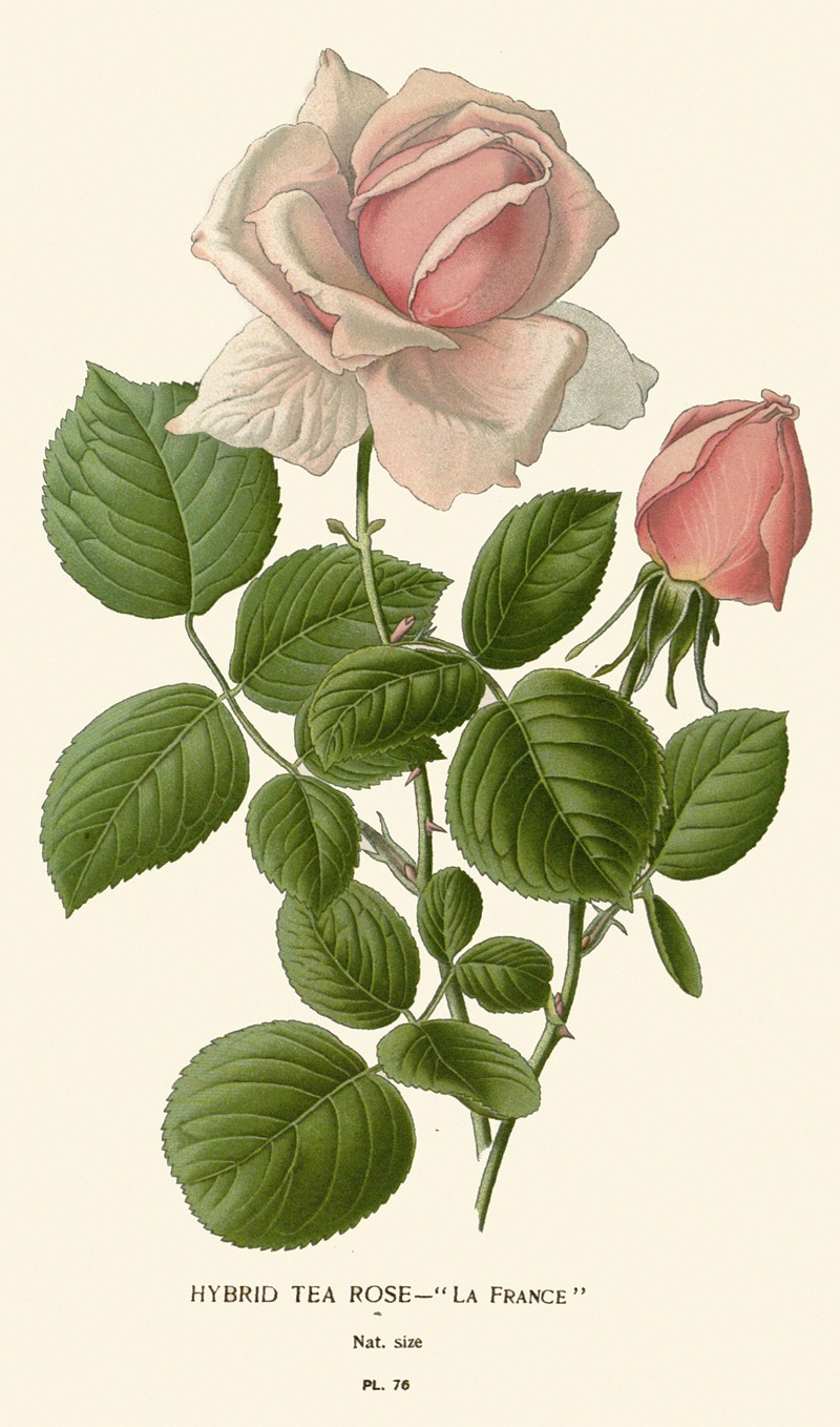 Edward Step - Hybrid Tea Rose – La France