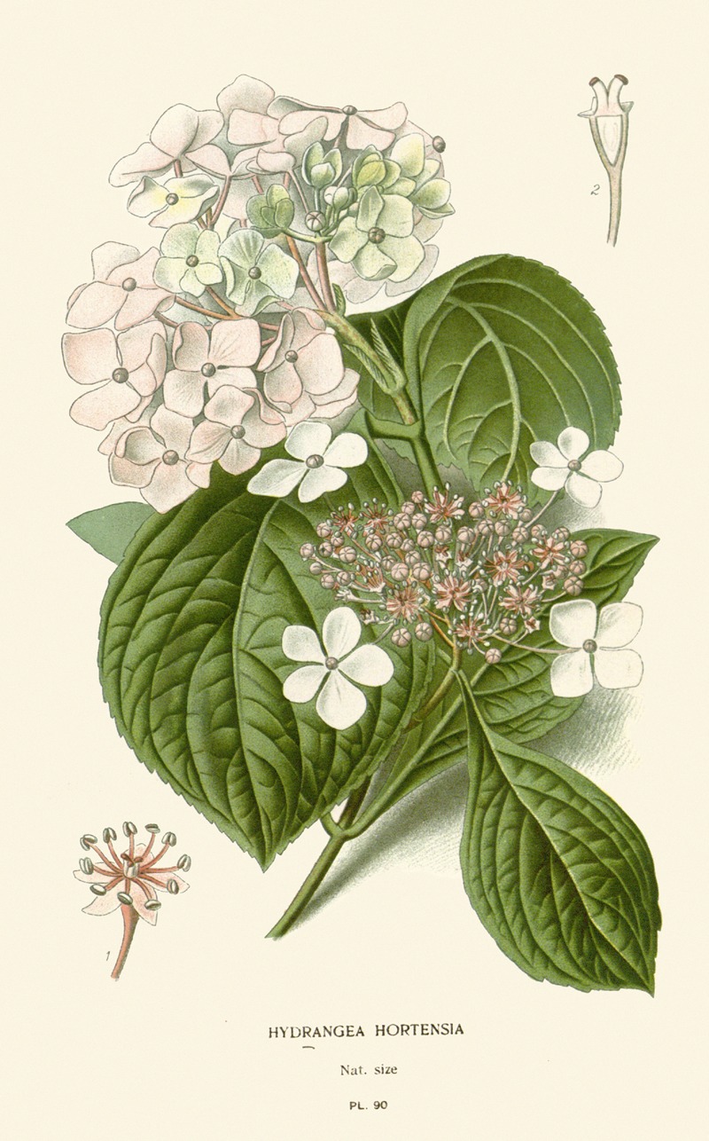 Edward Step - Hydrangea Hortensia