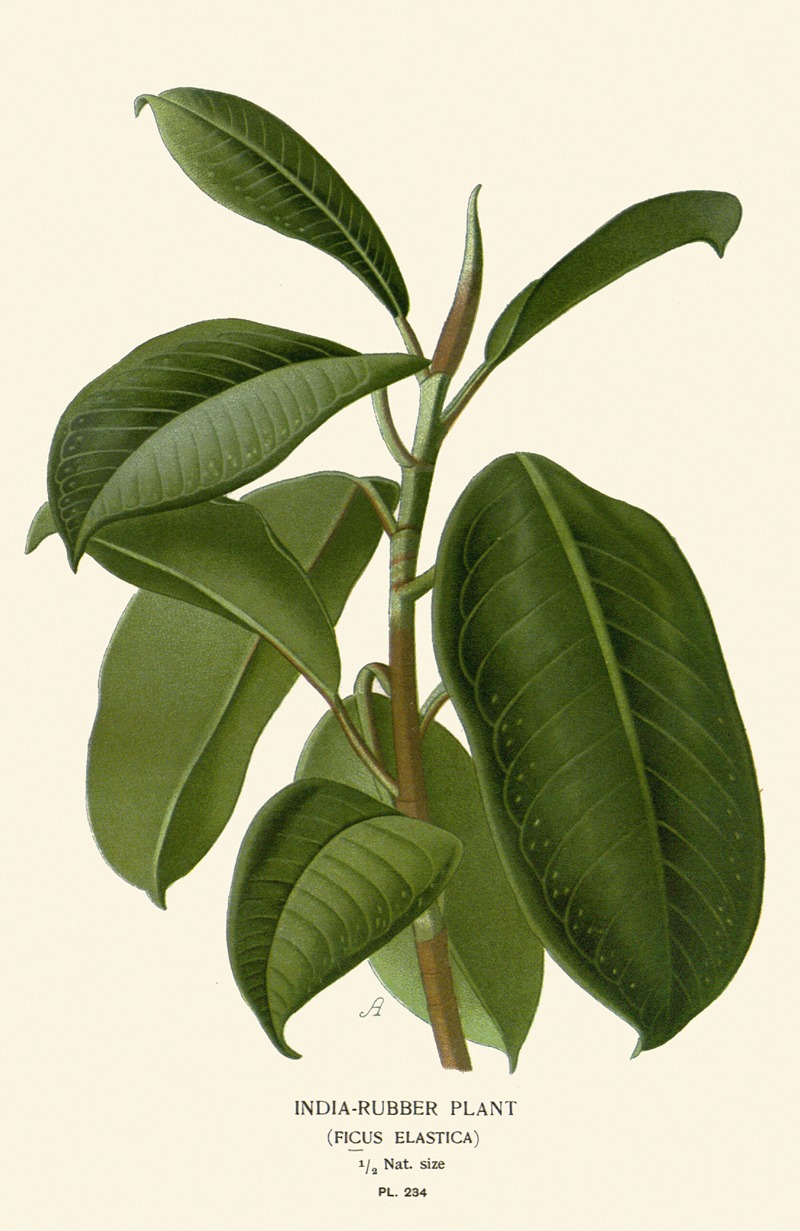 Edward Step - India-Rubber Plant