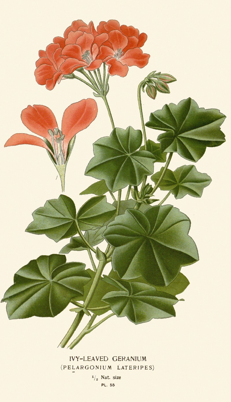 Edward Step - Ivy-leaved Geranium