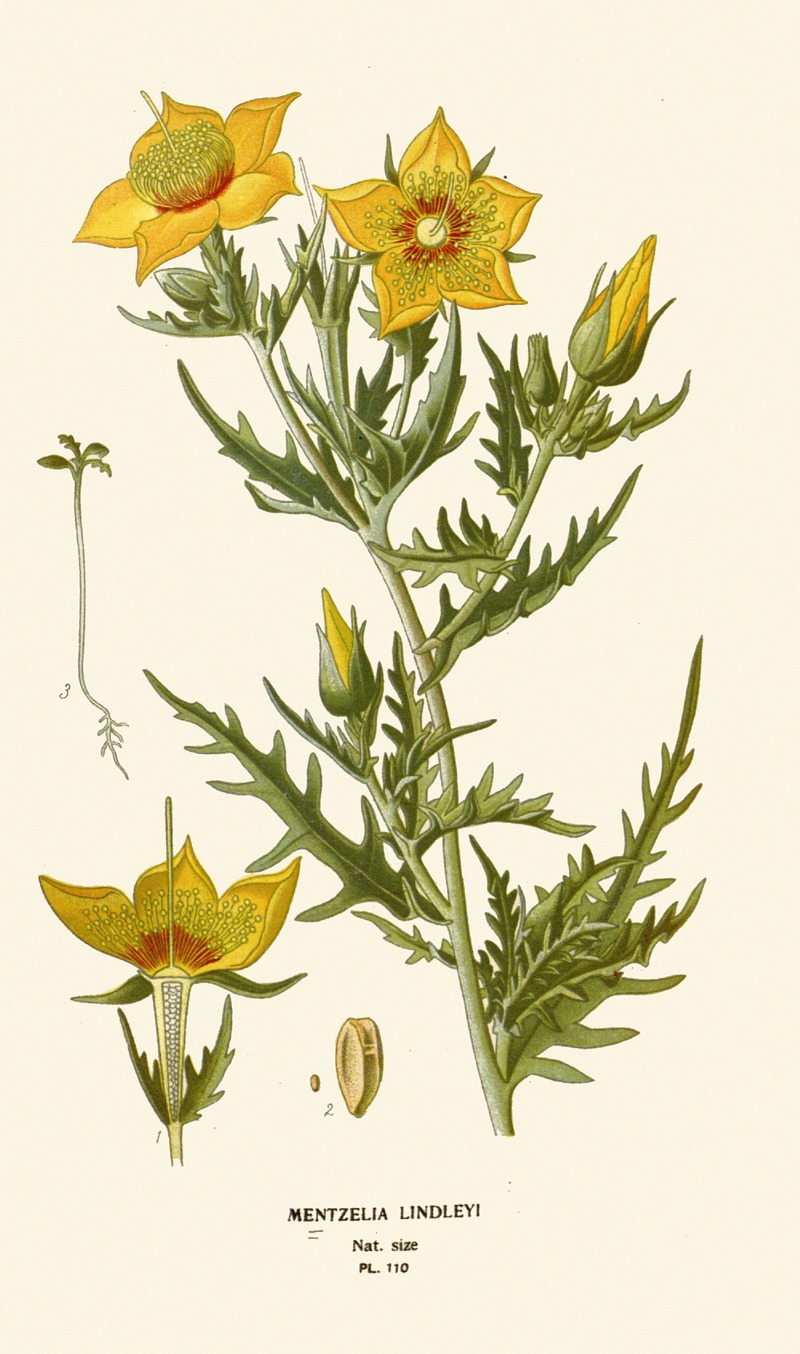 Edward Step - Mentzelia Lindleyi