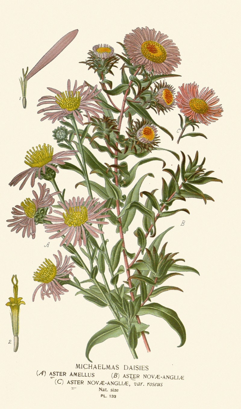 Edward Step - Michaelmas Daisies