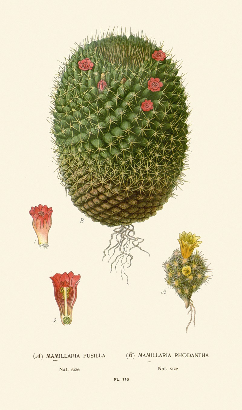 Edward Step - Mimillaria Pusilla, Mamillaria Rhodantha