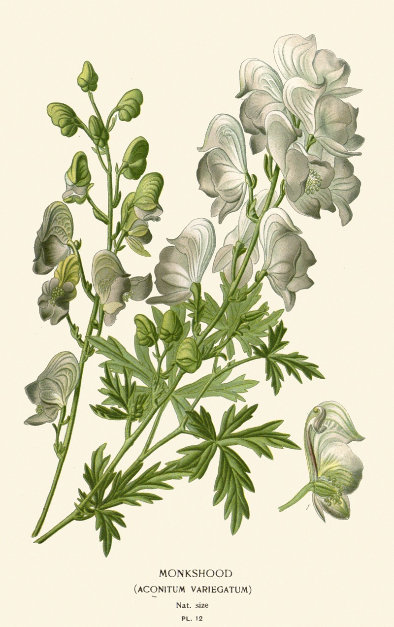 Edward Step - Monkshood