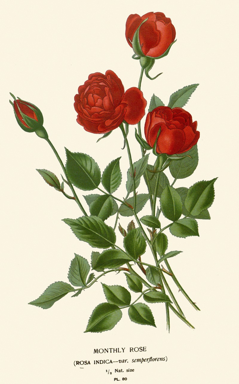Edward Step - Monthly Rose