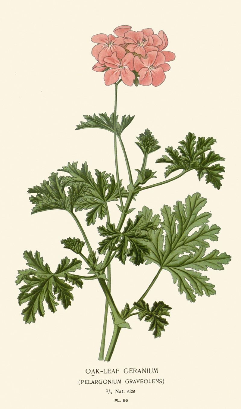 Edward Step - Oak-leaf Geranium