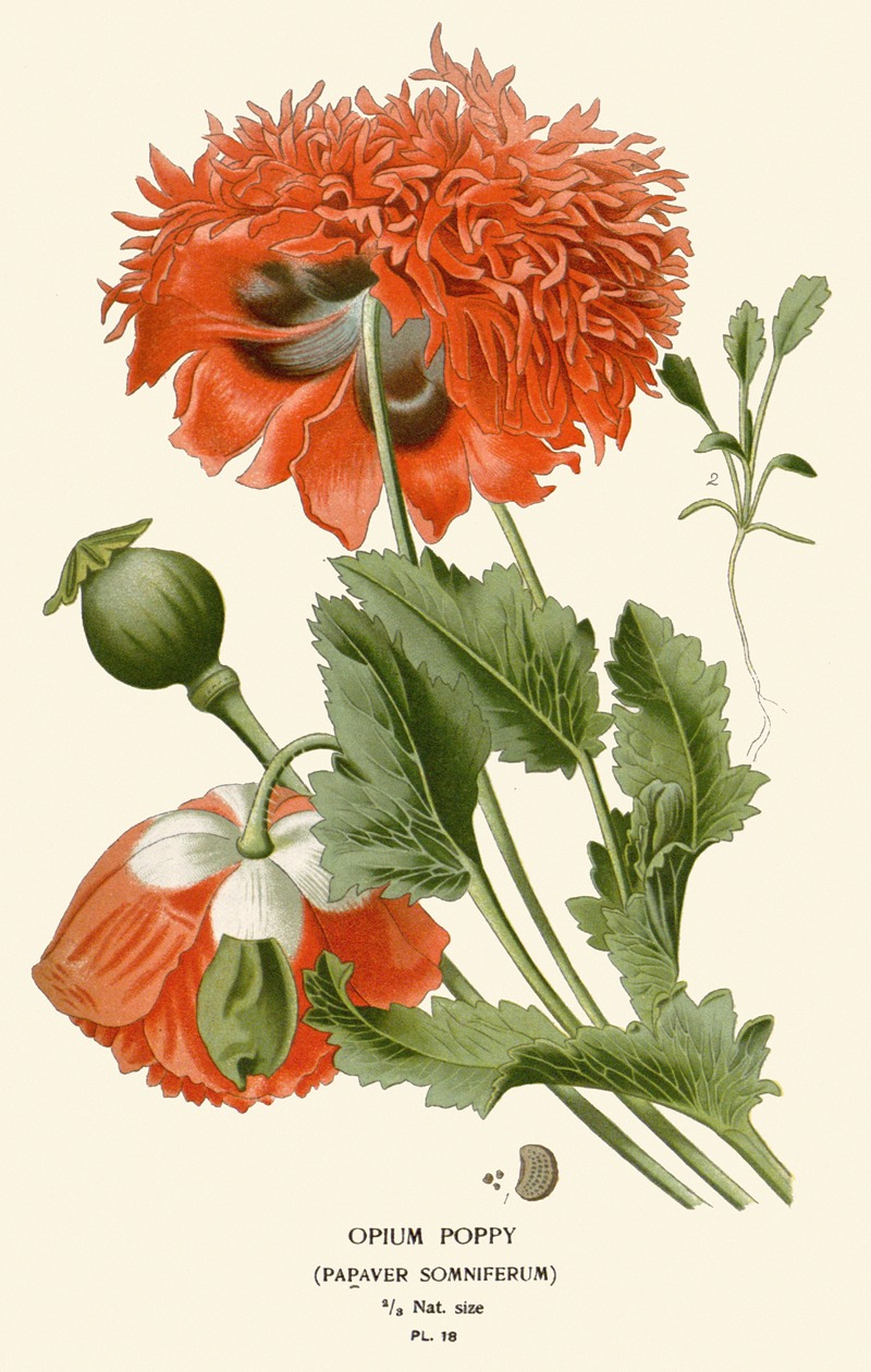 Edward Step - Opium Poppy