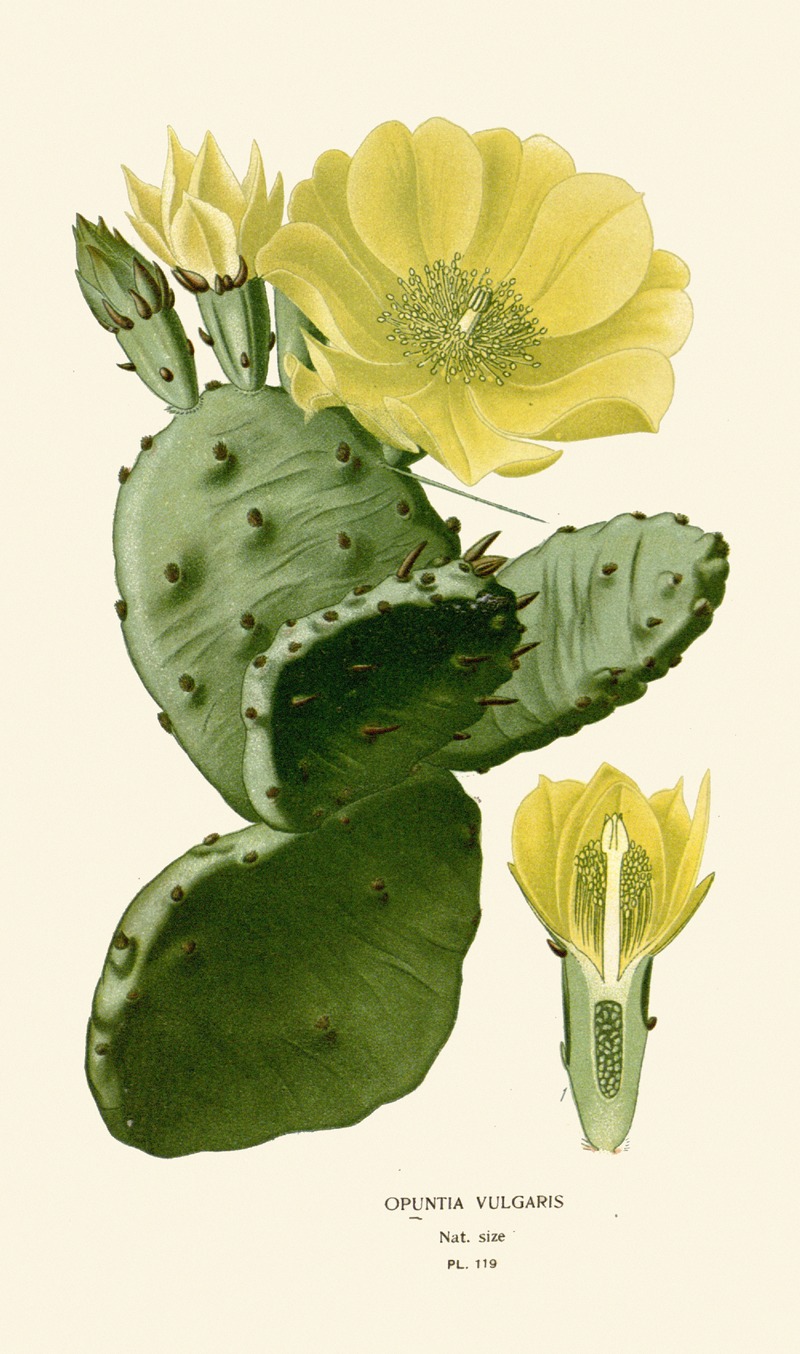 Edward Step - Opuntia Vulgaris